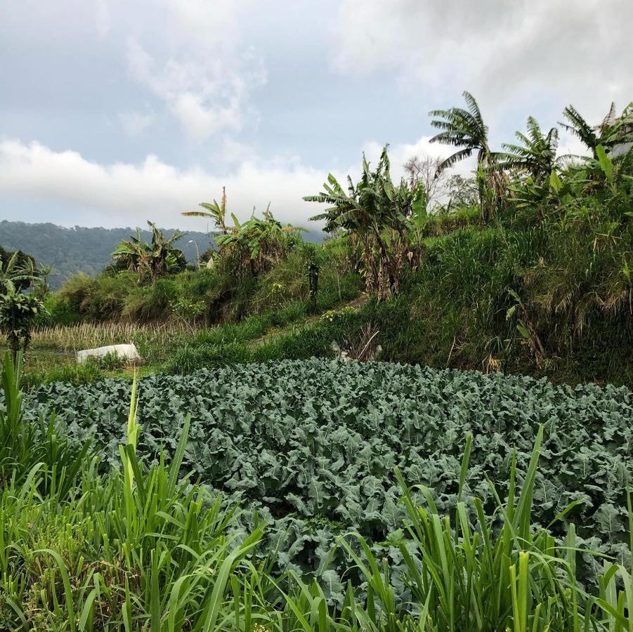 Buyan Lodge Lake View Villa بيدوغول المظهر الخارجي الصورة